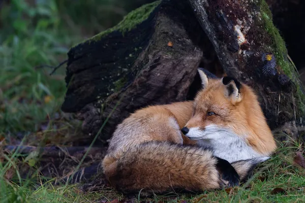 森の中で眠っている赤い狐 — ストック写真