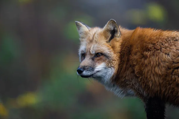 Una Volpe Rossa Che Cammina Nella Foresta — Foto Stock