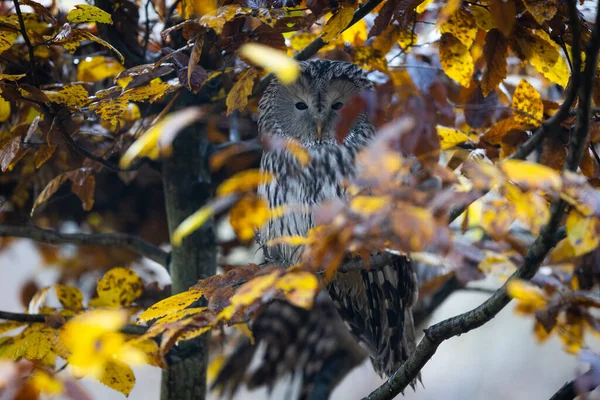 Dalın Üzerinde Dinlenen Bir Ural Baykuşu — Stok fotoğraf