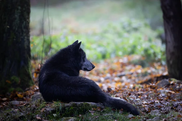 Loup Noir Dans Forêt — Photo