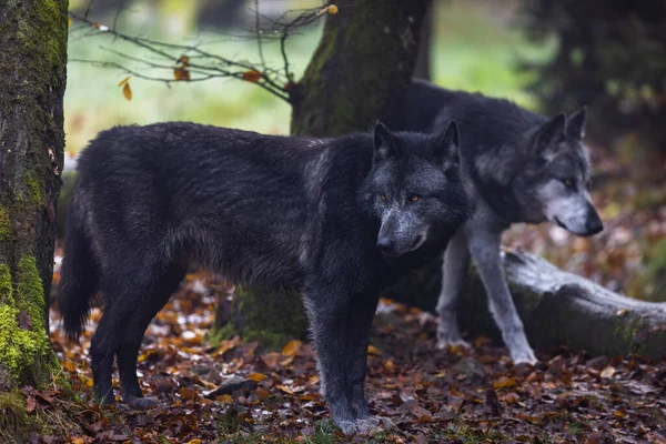 Ένας Μαύρος Λύκος Στο Δάσος — Φωτογραφία Αρχείου