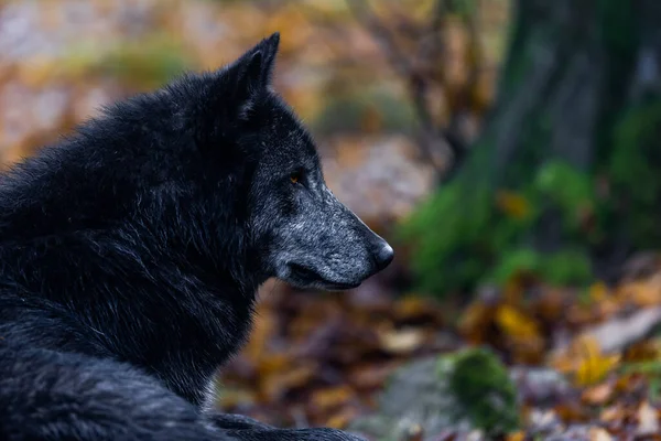 Ein Schwarzer Wolf Wald — Stockfoto