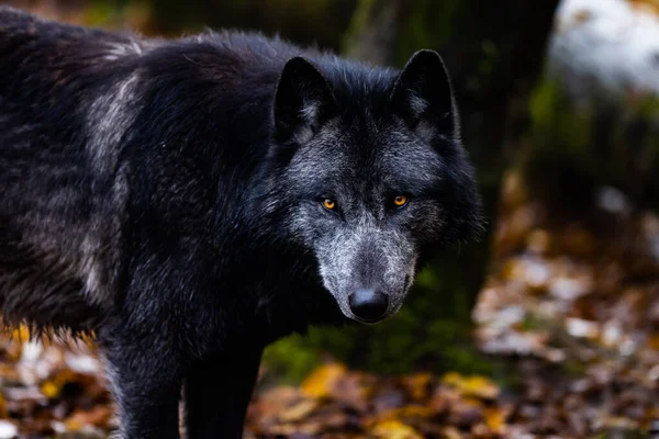 Loup Noir Dans Forêt — Photo