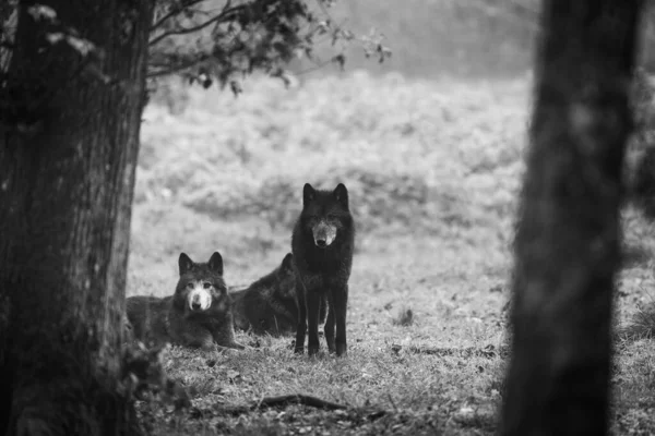 森林里的黑狼 — 图库照片