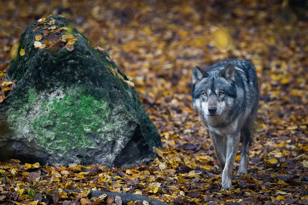 Lupo Grigio Nella Foresta — Foto Stock