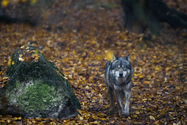 Lupo Grigio Nella Foresta — Foto Stock