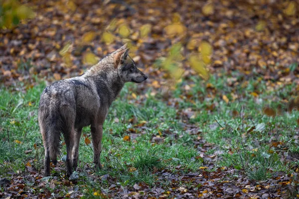 Een Grijze Wolf Het Bos — Stockfoto