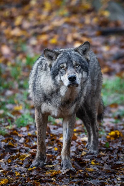 Een Grijze Wolf Het Bos — Stockfoto