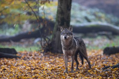 Ormanda gri bir kurt