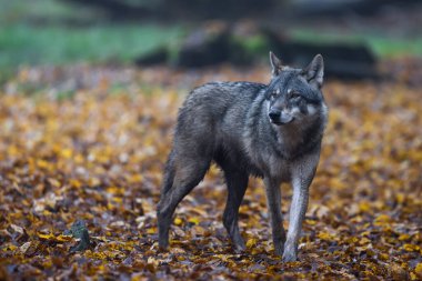 Ormanda gri bir kurt
