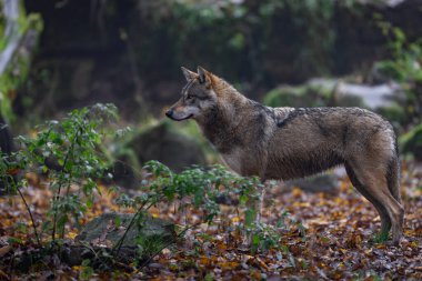 Ormanda gri bir kurt
