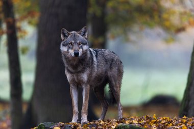 Ormanda gri bir kurt