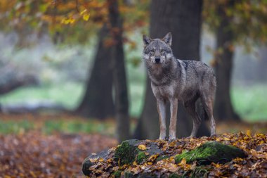 Ormanda gri bir kurt