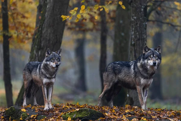 Een Grijze Wolf Het Bos — Stockfoto