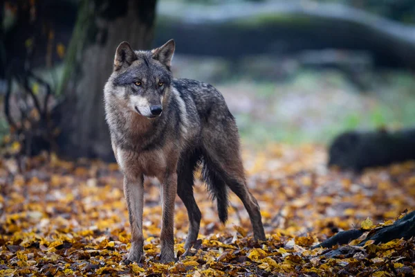 Ένας Γκρίζος Λύκος Στο Δάσος — Φωτογραφία Αρχείου