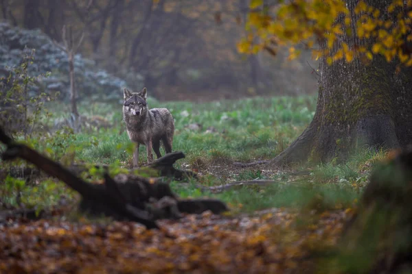 Lobo Gris Bosque — Foto de Stock