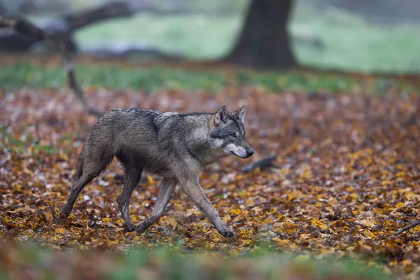 Ormanda gri bir kurt