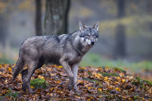 Серый Волк Лесу — стоковое фото