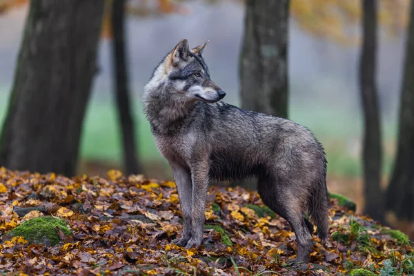 Szary Wilk Lesie — Zdjęcie stockowe