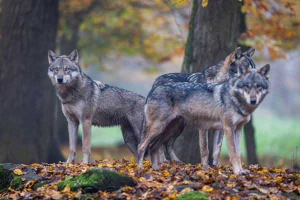 Lobo Gris Bosque —  Fotos de Stock