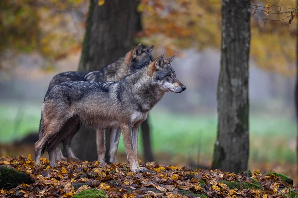 Ein Grauer Wolf Wald — Stockfoto