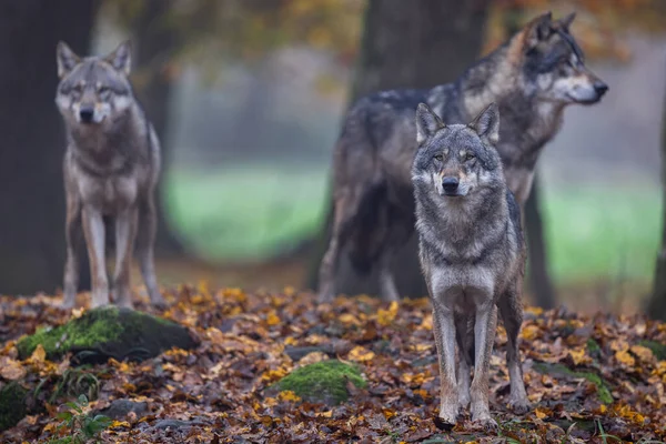 Een Grijze Wolf Het Bos — Stockfoto