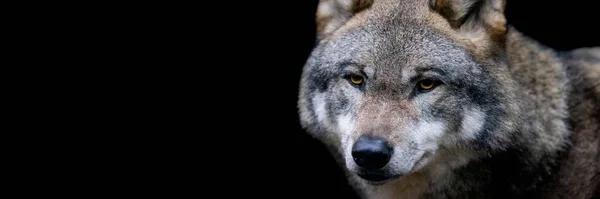 Modelo Lobo Cinzento Com Fundo Preto — Fotografia de Stock