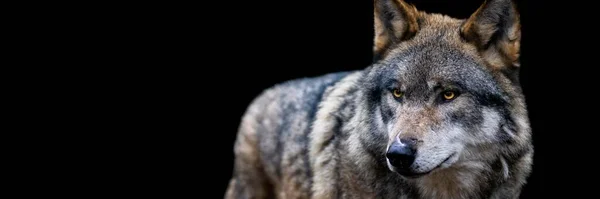 Modelo Lobo Cinzento Com Fundo Preto — Fotografia de Stock