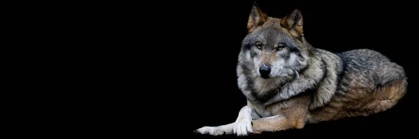 Vorlage Eines Grauen Wolfes Mit Schwarzem Hintergrund — Stockfoto