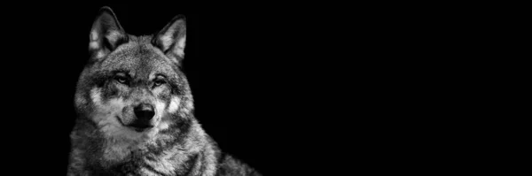 Template Gray Wolf Black Background — Stock Photo, Image