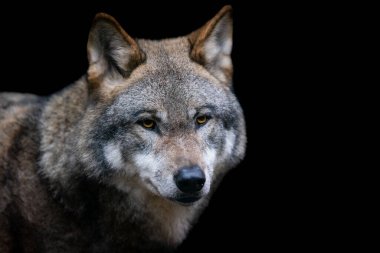 Ormandaki gri bir kurdun portresi