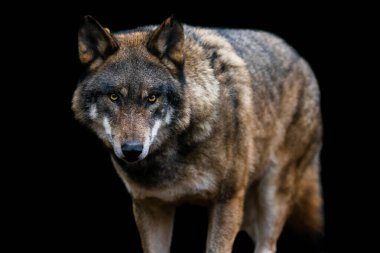 Ormandaki gri bir kurdun portresi