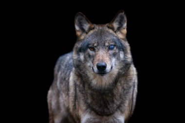 Ormandaki gri bir kurdun portresi