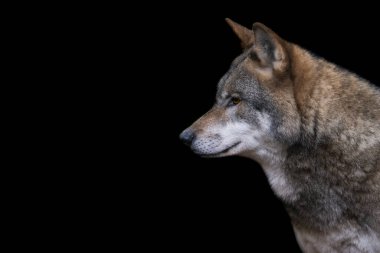 Ormandaki gri bir kurdun portresi