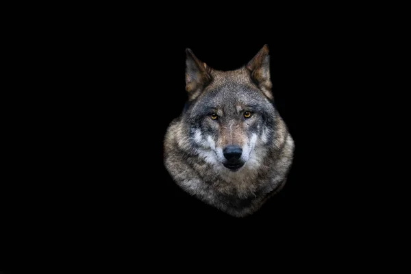 Портрет Сірого Вовка Лісі — стокове фото