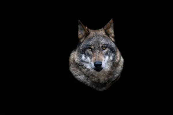 Porträt Eines Grauen Wolfes Wald — Stockfoto