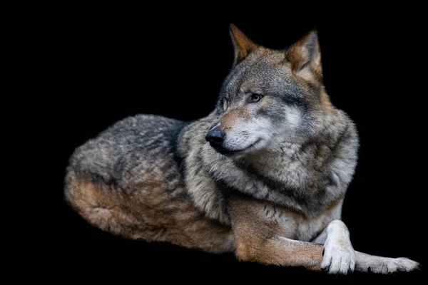 Портрет Серого Волка Лесу — стоковое фото