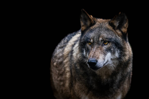 Portrait of a gray wolf in the forest