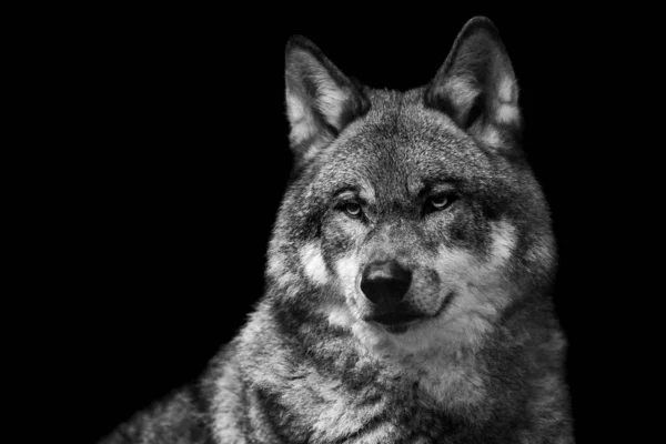 Retrato Lobo Gris Bosque —  Fotos de Stock