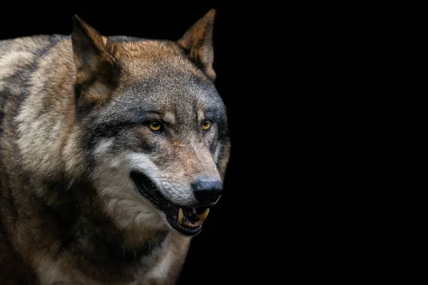 森林里灰狼的画像 — 图库照片