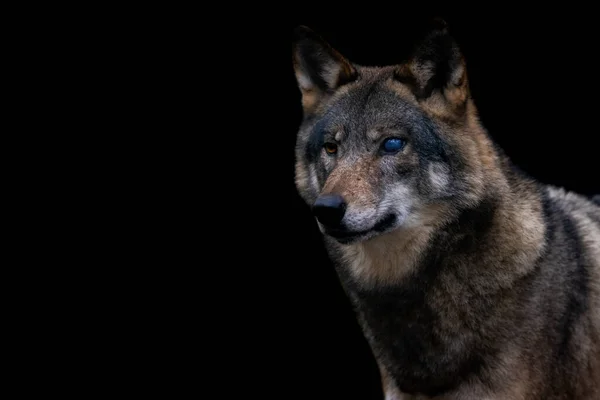 늑대의 — 스톡 사진