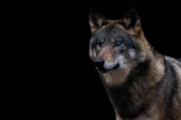 Retrato Lobo Cinzento Floresta — Fotografia de Stock