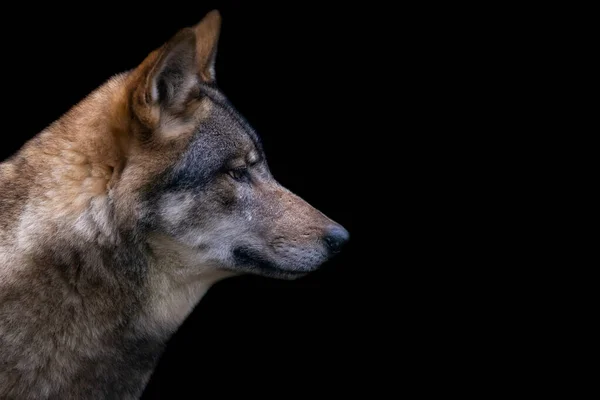 Portret Van Een Grijze Wolf Het Bos — Stockfoto