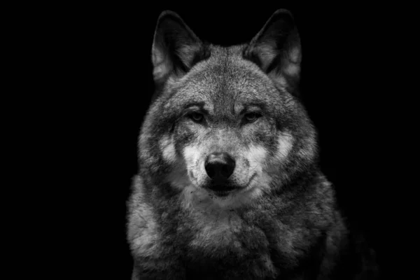 Portrait Gray Wolf Forest — Stock Photo, Image