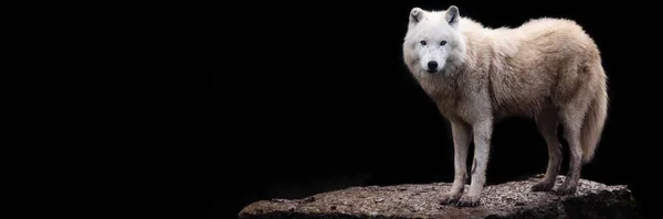 Template Artic Wolf Black Background — Stockfoto