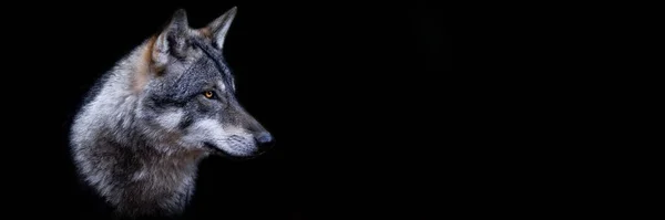 Modelo Lobo Cinzento Com Fundo Preto — Fotografia de Stock