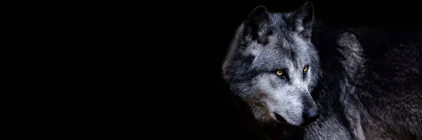 Template Van Een Zwarte Wolf Met Een Zwarte Achtergrond — Stockfoto