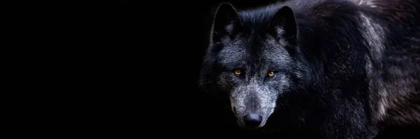 Template Black Wolf Black Background — Stock Photo, Image