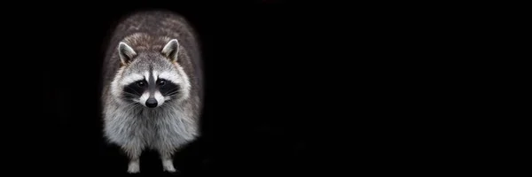 Template Raccoon Black Background — Stock Photo, Image