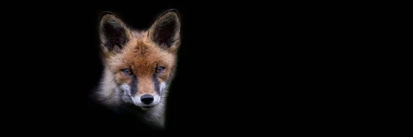 Template Red Fox Black Background — ストック写真